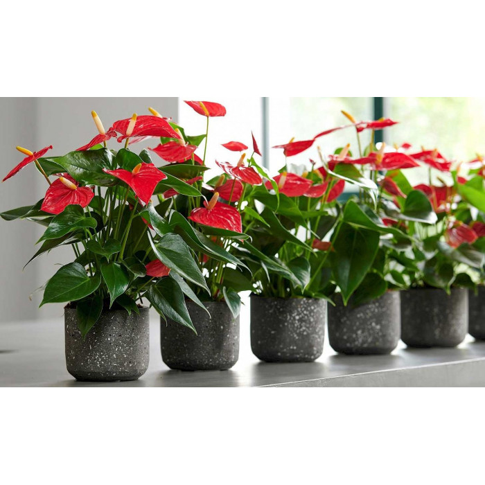 Антуриумы в Боровом