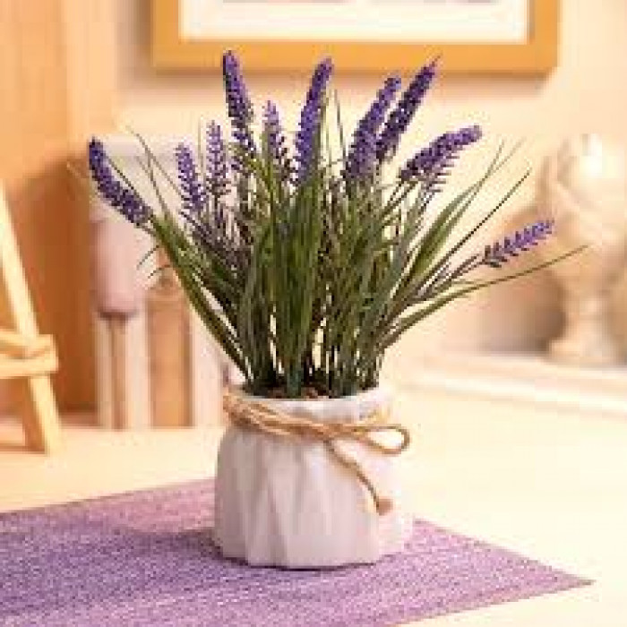 Лаванда в Боровом