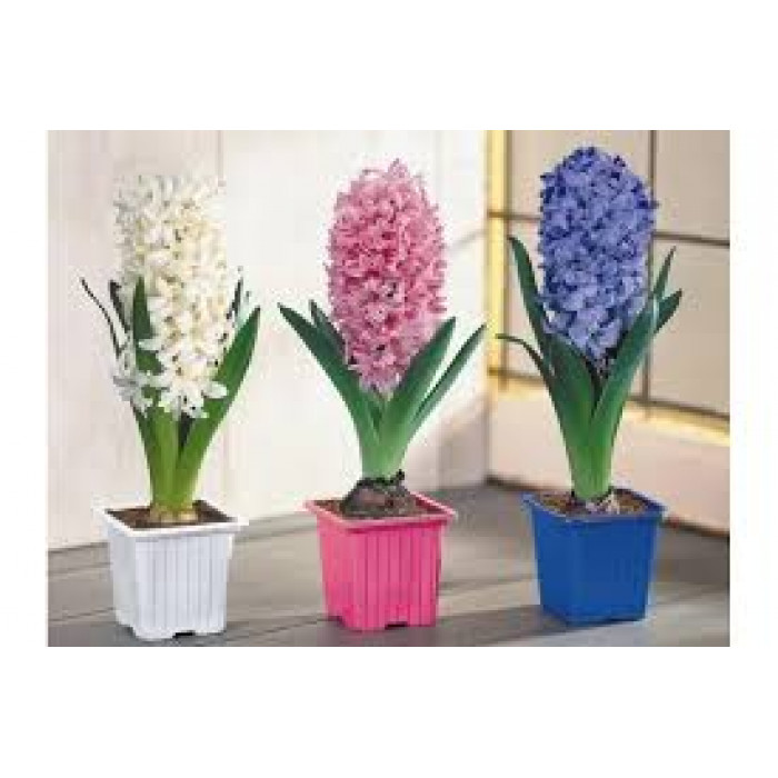 Гиацинты в Боровом