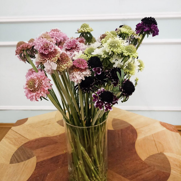 Скобиоза в Боровом