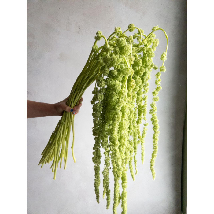 Амарантус в Боровом