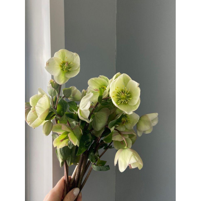 Хелеборус в Боровом