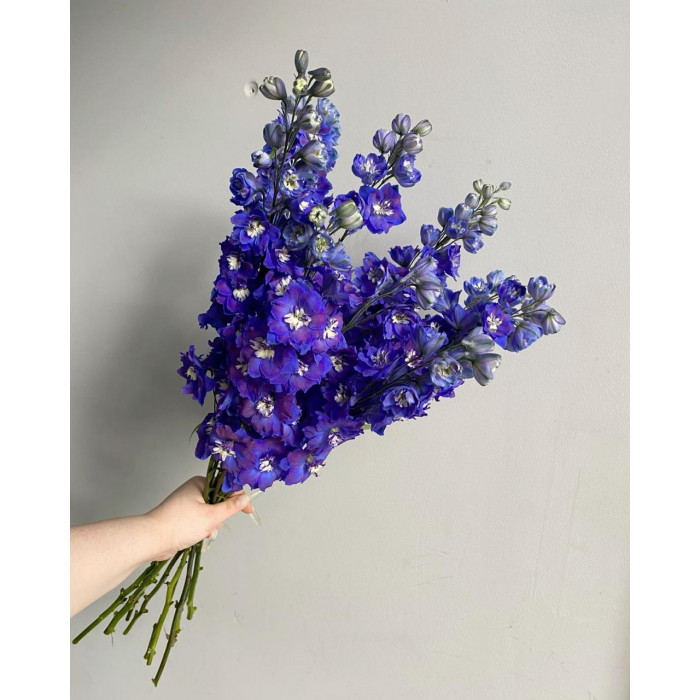 Делфиниум в Боровом