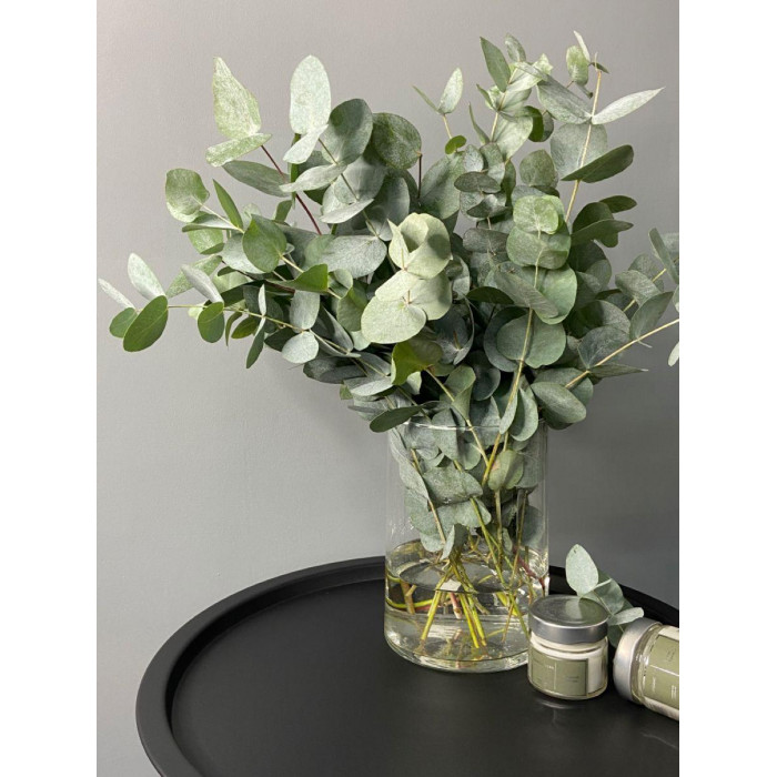 Эвкалипт в Боровом