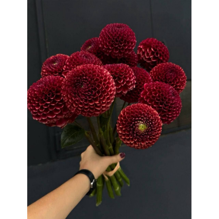 Георгины в Боровом