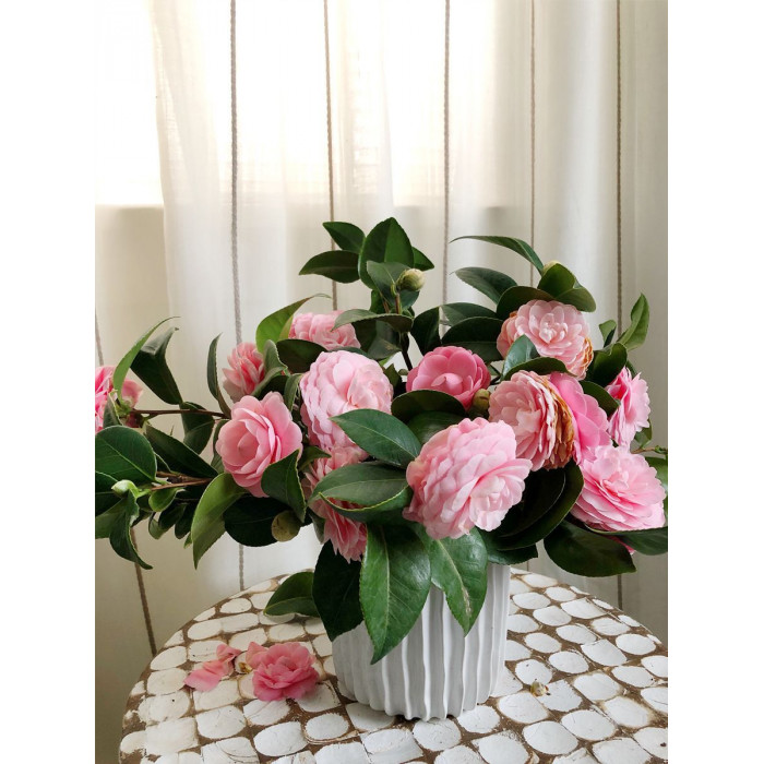 Камелия в Боровом