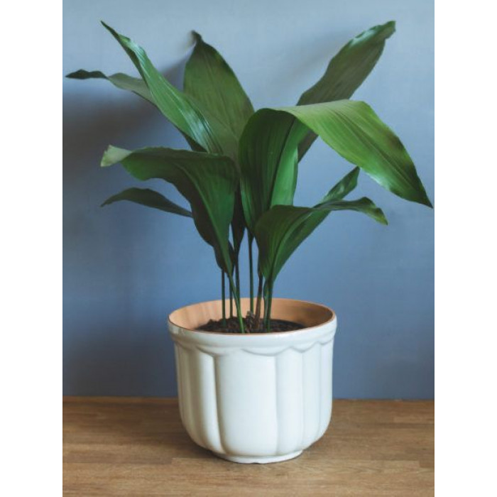 Аспидистра в Боровом