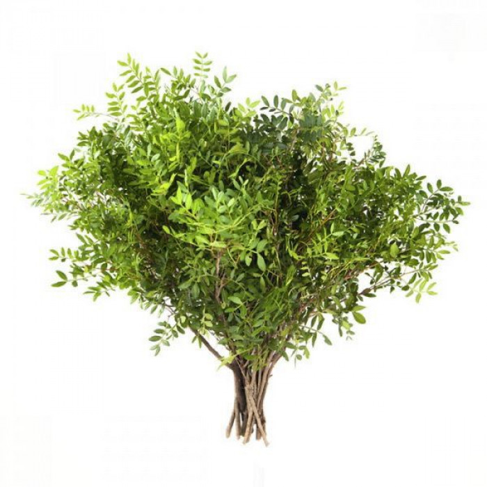 Писташ в Боровом