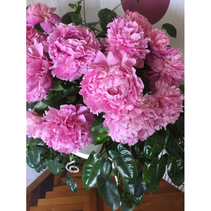 Пион древовидный в Боровом