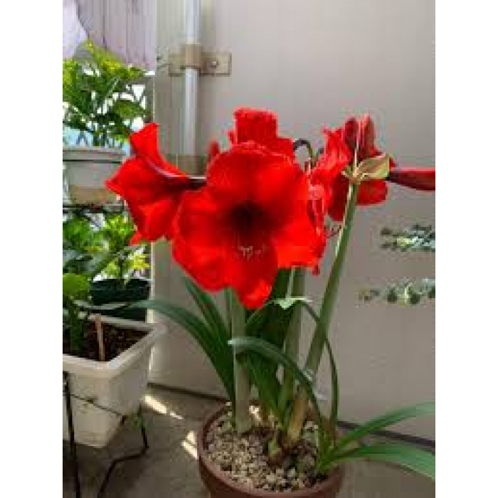 Амариллис в Боровом