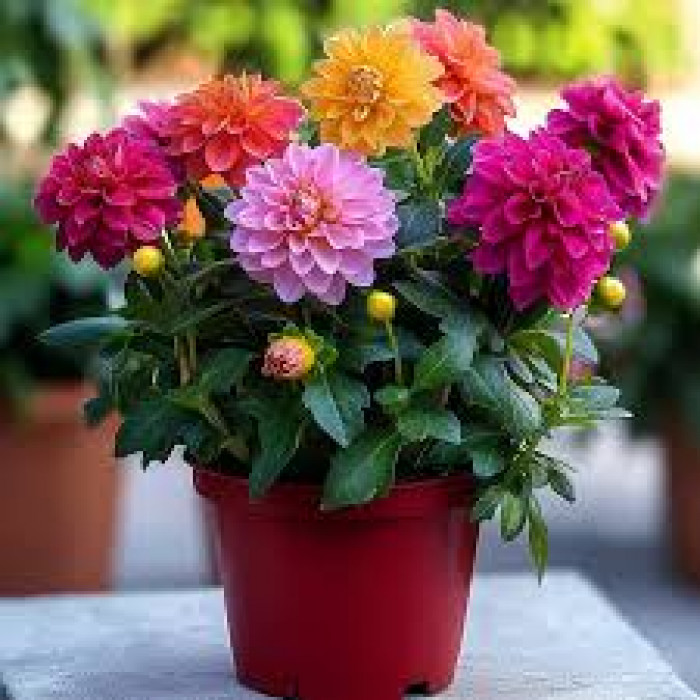 Георгины в Боровом