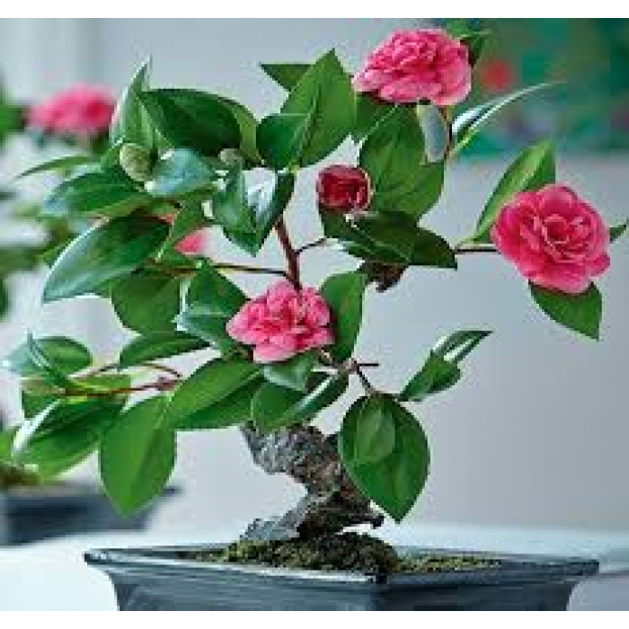 Камелия в Боровом