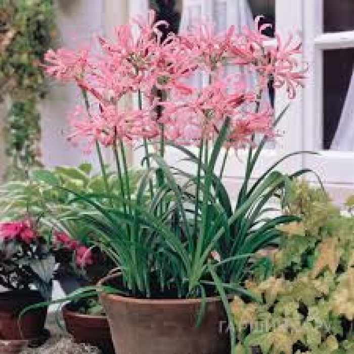 Нерине в Боровом