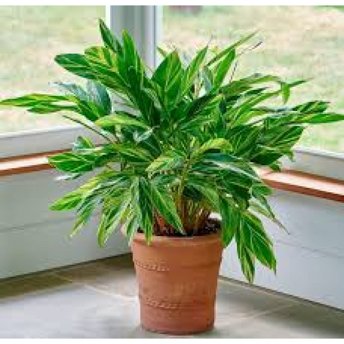 Альпиния в Боровом