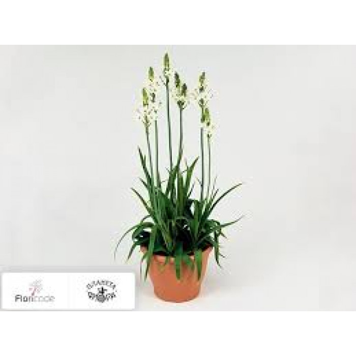 Орнитогалум в Боровом