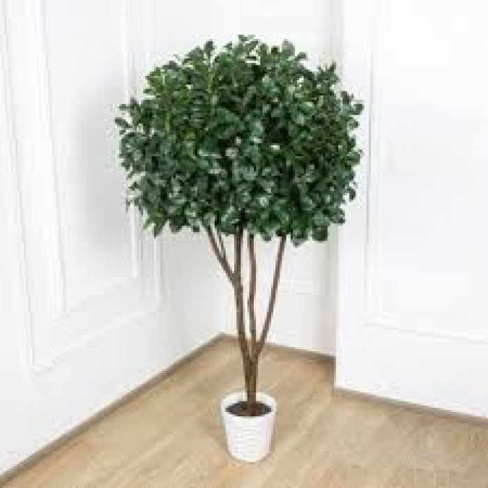 Рускус в Боровом